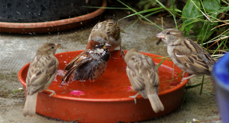 Sparrow drink water in Buldhana